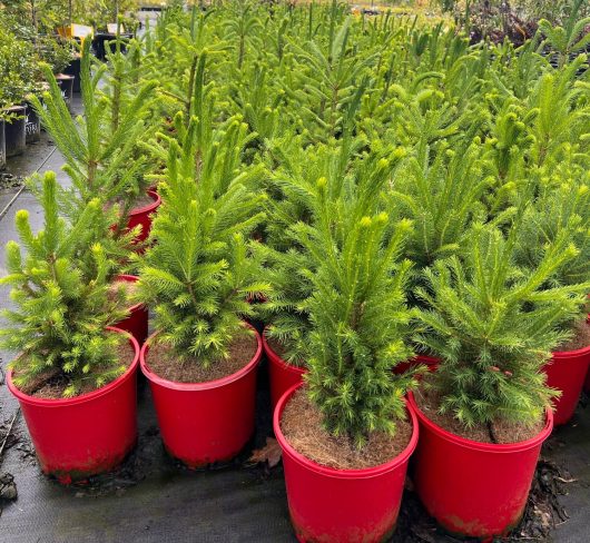 A collection of Picea 'Norway Spruce' trees, arranged in red 8-inch pots, is showcased on the nursery floor.