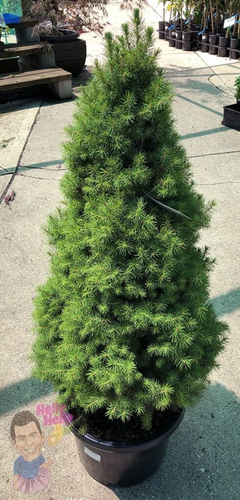 Picea 'White Spruce' Christmas Tree 12" Pot - Hello Hello Plants