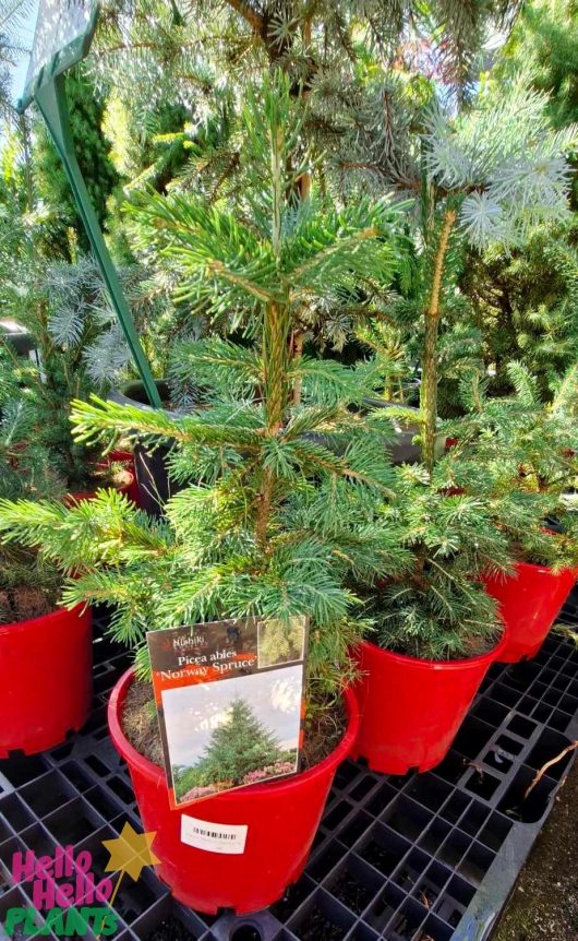 A collection of Picea 'Norway Spruce' trees, each in an 8" vibrant red pot and complete with informative labels, is showcased outdoors.