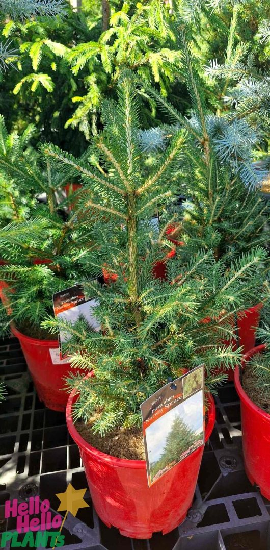 A small Picea 'Norway Spruce' tree, elegantly displayed in an 8" pot, stands out with a label in the foreground. In the background, similar potted Picea trees create a charming forest ambiance that brings nature into any space.