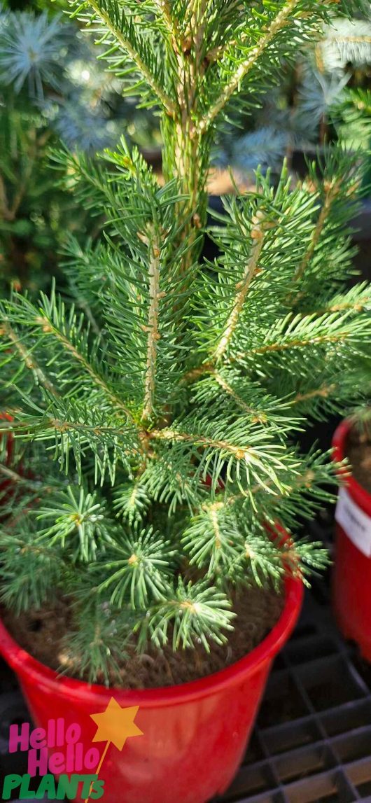 Close-up of a small evergreen tree, likely a Picea 'Norway Spruce', with dense needle-like leaves in an 8" red pot. The pot features a logo that says "Hello Hello Plants.