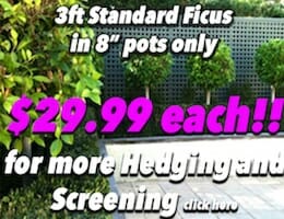 Std Ficus Button Pic copy