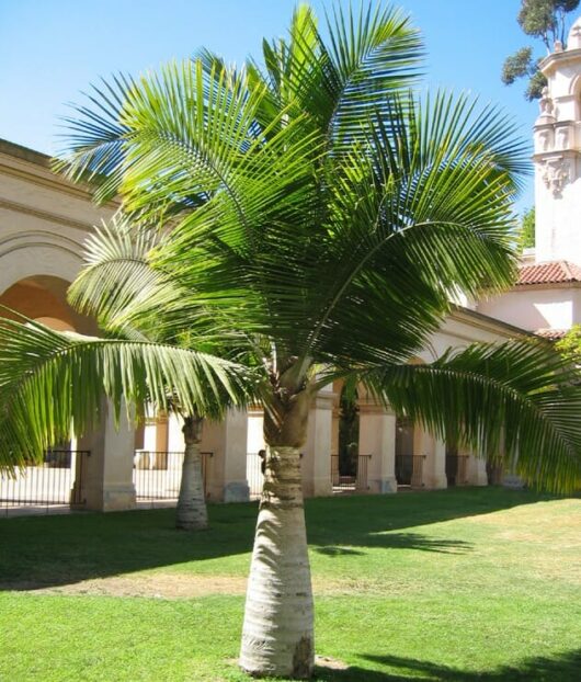 A Ravenea 'Majestic Palm' 12" Pot tree in front of a building.
