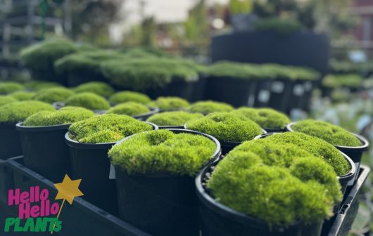 Rows of potted Scleranthus biflorus 'Lime Lava' in 6" pots are displayed, each showcasing vibrant green hues. The "Hello Hello Plants" logo is prominently placed in the bottom left corner.