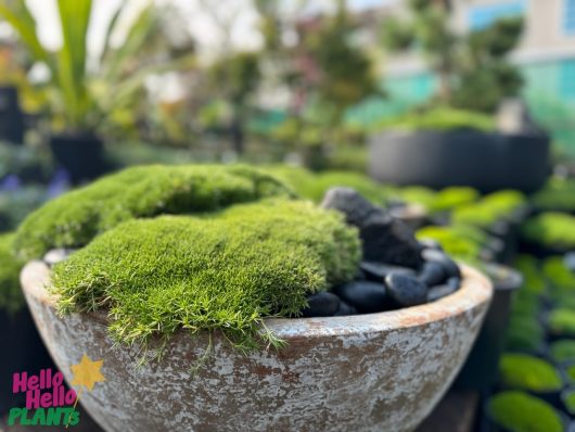 The 6" Scleranthus biflorus 'Lime Lava' pot is filled with lush green moss and black stones, perfect for outdoor settings.