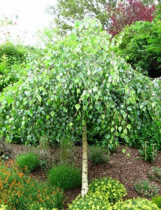 Betula 'Silver Birch' Weeping 1.2m Standard 16