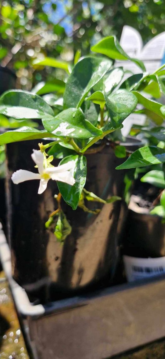 Close-up of a Trachelospermum 'Flat Mat™' Jasmine in a 6" pot, highlighting its glossy green leaves and a single small white flower.