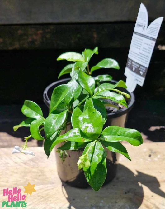 A Trachelospermum 'Flat Mat™' Jasmine, known for its glossy leaves, rests in a black 6" pot on a wooden surface. A partially visible plant label suggests its fragrant potential.