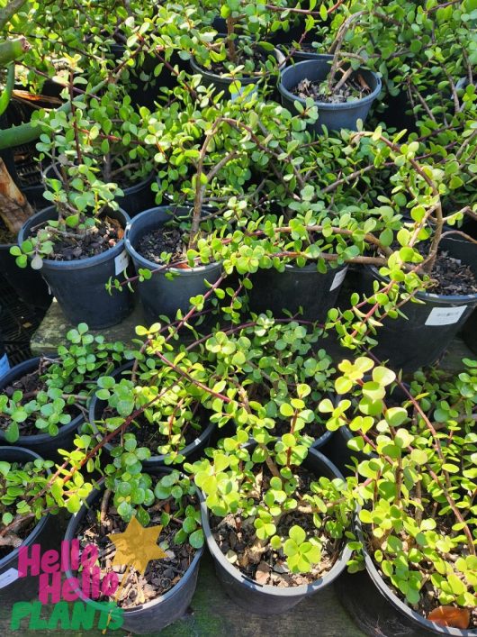 Several Crassula Jade 'Fine Leaf' Succulent plants, each in a 7" pot with small green leaves, are placed together outdoors. A "Hello Hello Plants" logo is visible in the lower left corner.