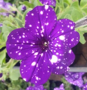 Petunia 'Night Sky' 6" Pot - Hello Hello Plants