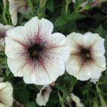 Rosemary Tuscan Blue - Hello Hello Plants & Garden Supplies