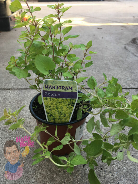 Potted Marjoram 'Gold' herb in a 3" pot, with a label, placed on a concrete surface outdoors.