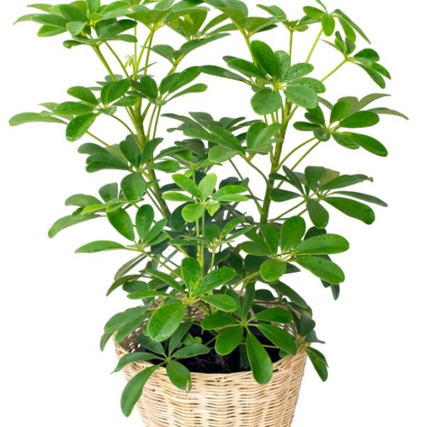 Schefflera arboricola 'Dwarf Umbrella Plant' - Hello Hello Plants ...