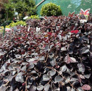 A close-up in a garden highlights the graceful Callistemon 'Dawson River Weeper' from a 6" pot with dark purple and red foliage featuring small leaves, set against vibrant greenery and bushes adding depth to the background.