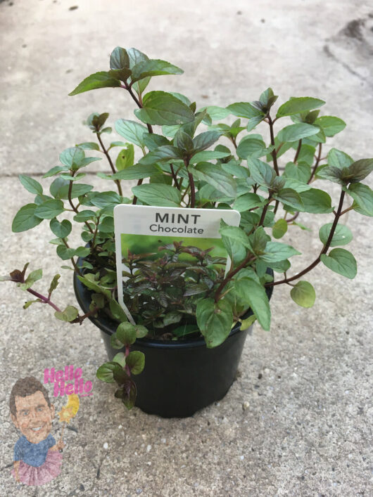 A Mint 'Chocolate' 4" Pot with a label.