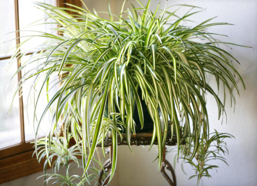 Chlorophytum 'Spider Plant' 6" Pot on a decorative metal stand near a window.