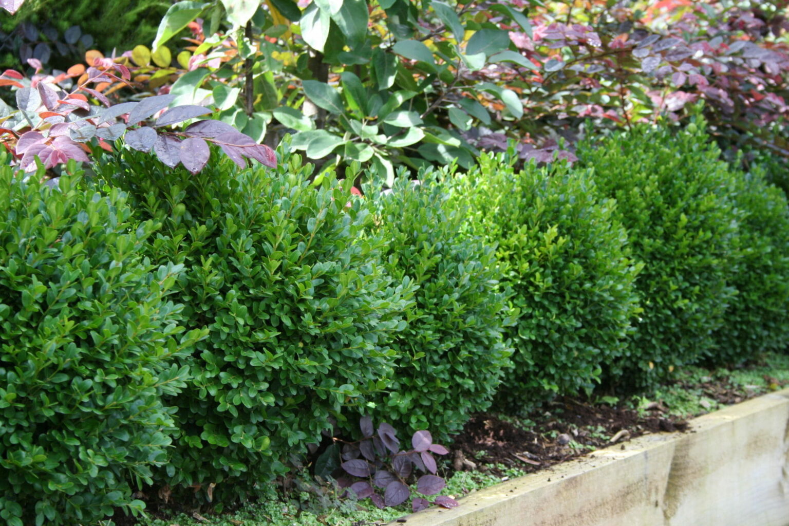 Buxus 'Dutch Box' - Hello Hello Plants