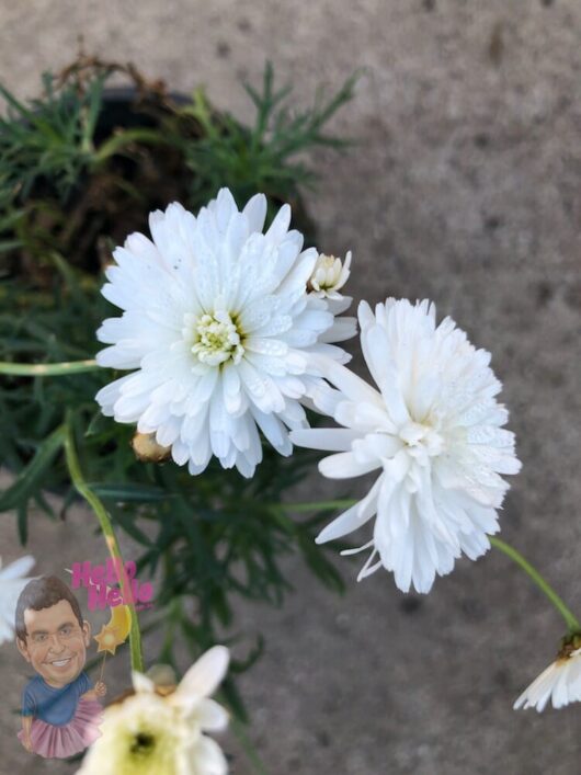 Marguerite Daisy Double White 6" Pot @ Hello Hello Plants