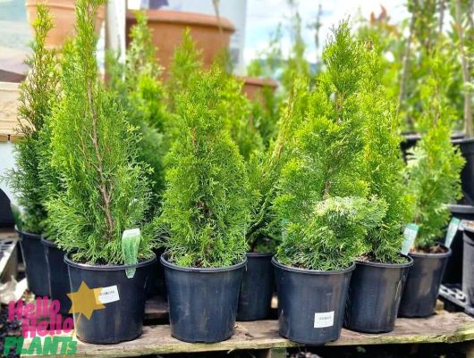 The Thuja 'Smaragd' Conifer in its 8" pot is displayed on a wooden surface, highlighting the diverse shapes and sizes characteristic of conifers.