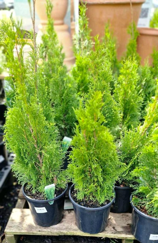 Thuja 'Smaragd' Conifers in 8-inch pots adorn a wooden table in the garden center, bringing a touch of lush green to the scene.