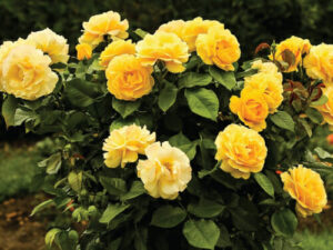 Rose ‘My Yellow’ 3ft Standard