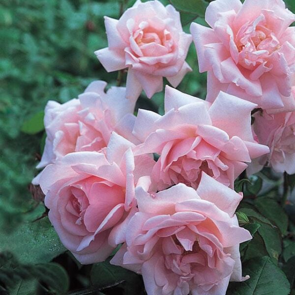 Rose New Dawn 6ft Weeper Hello Hello Plants