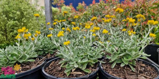 Chrysocephalum 'Yellow Buttons' flourish in 6" pots at a garden nursery, surrounded by lush greenery, showcasing their small yellow flowers.