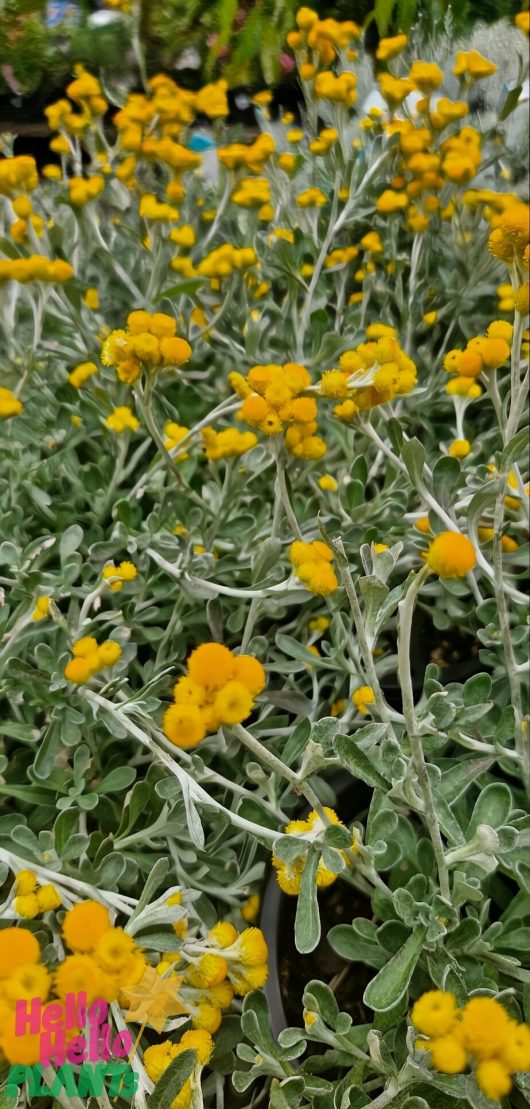 Chrysocephalum 'Yellow Buttons' 6" Pot showcases vibrant yellow flowers with striking silver-green leaves.