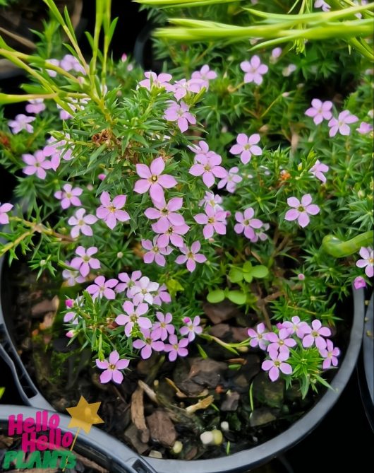 The Coleonema 'Pink' Diosma 6" Pot showcases delicate green foliage and small pink flowers.