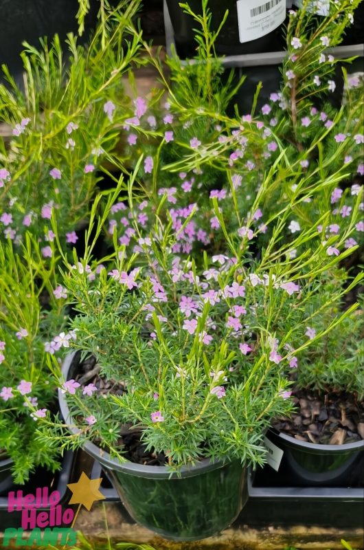 The Coleonema 'Pink' Diosma in a 6" pot displays charming pink and white blooms against vibrant green leaves, making it an elegant outdoor plant.