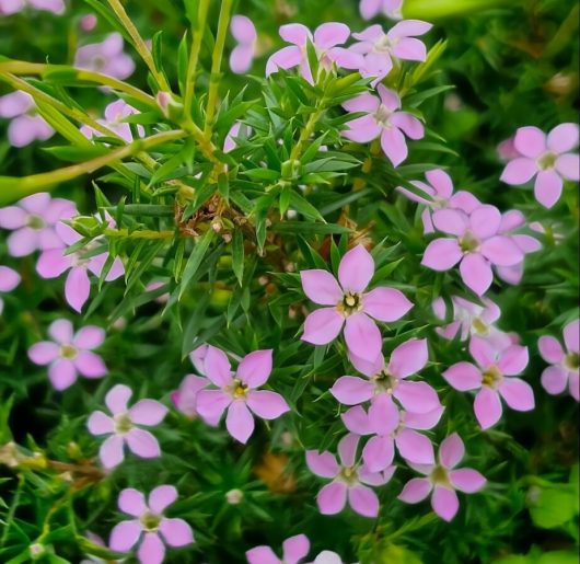 Coleonema 'Pink' Diosma in a 6" pot features five-petaled pink flowers and lush green leaves, adding vibrant elegance to any garden.