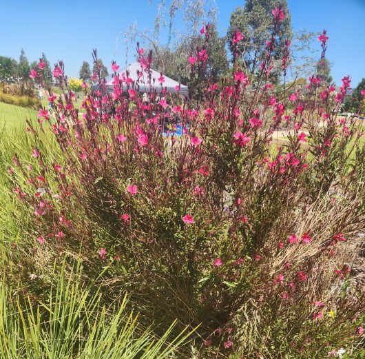 A Gaura BELLEZA® 'Dark Pink' Butterfly Bush in a 6" pot decorates the park, complemented by trees and a white tent beneath a clear blue sky.