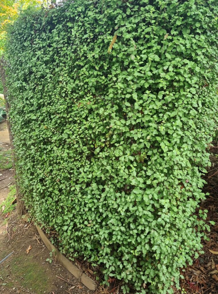 Pittosporum 'Wonder Screen' 6