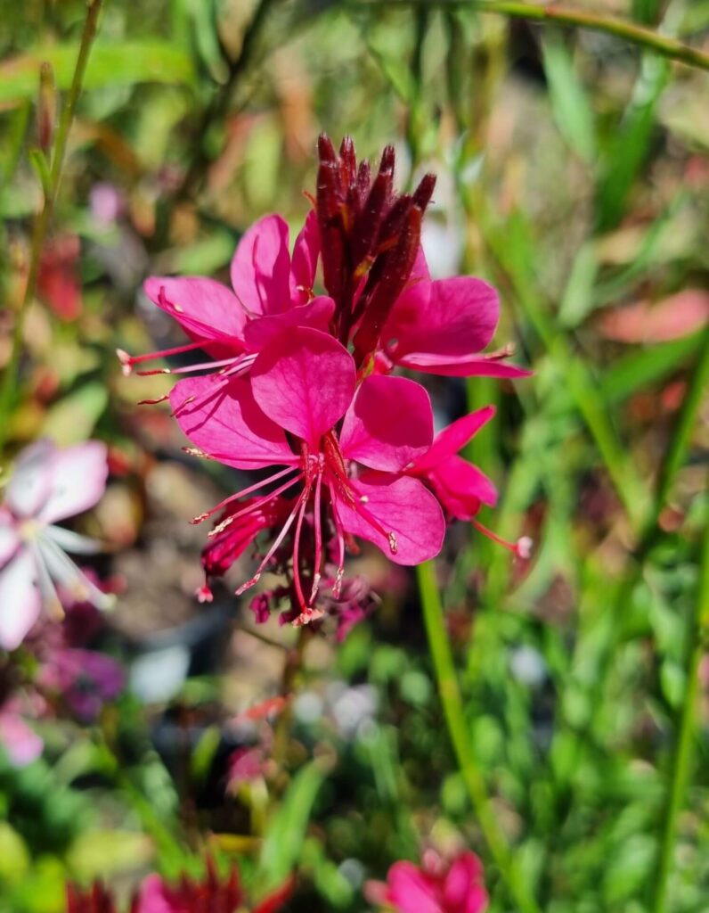 Gaura BELLEZA®'Dark Pink' Butterfly Bush 6