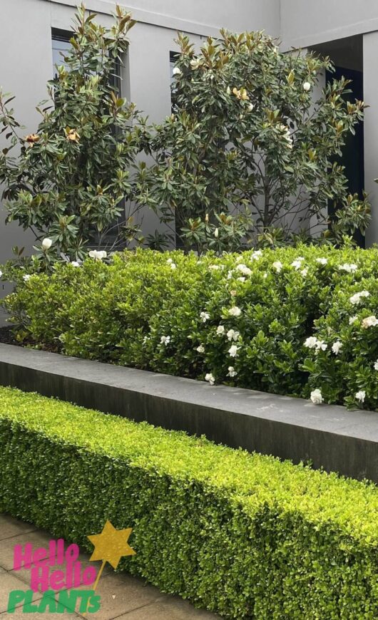 Layered garden with Little Gem Magnolia, Gardenia magnifica and a Japanese Box hedge