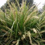 Lomandra 'Katrinus Deluxe' PBR - Hello Hello Plants & Garden Supplies