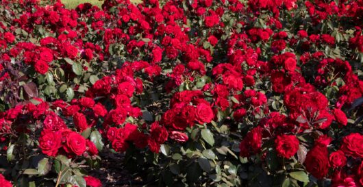rosa floribunda europeana rose red roses mass planted