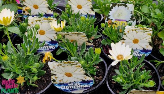 The Osteospermum 'White Lightning' African Daisy in a 6" pot makes a striking addition to the garden center display.