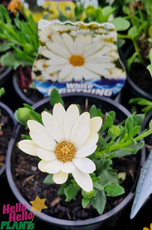 An Osteospermum 'White Lightning' African Daisy, set in a 6" black pot with a label, features vibrant white blooms amid lush green foliage.