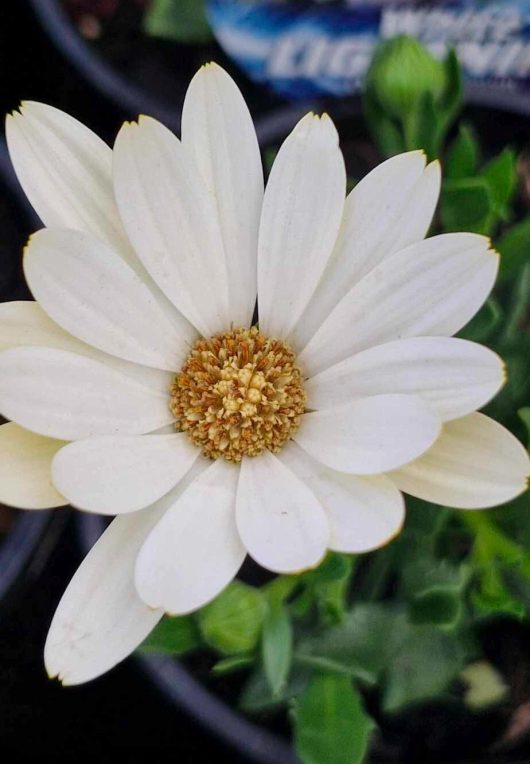 The Osteospermum 'White Lightning' African Daisy in a 6" pot showcases its captivating white petals with a vivid yellow center, gracefully framed by rich green leaves.