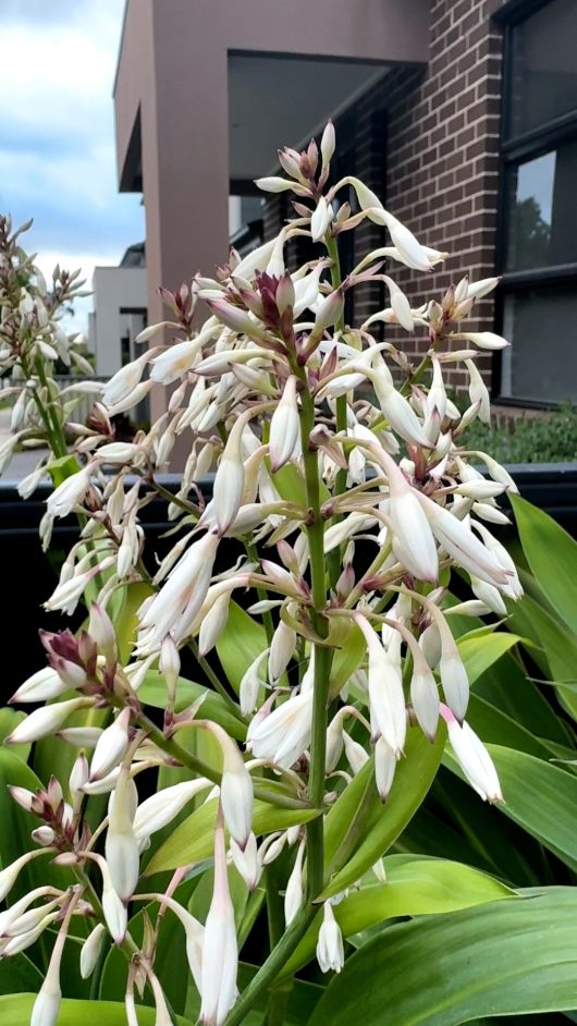 The Arthropodium 'NZ Rock Lily', with its clusters of white, elongated flowers and broad green leaves, flourishes in its 6" pot beside a modern brick building.