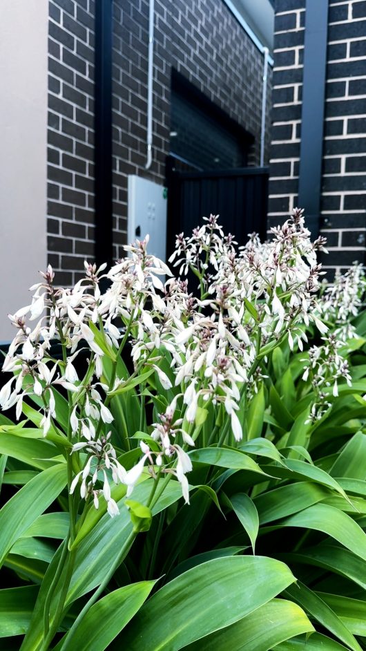 A 6" pot of Arthropodium 'NZ Rock Lily', featuring white flowers and long green leaves, is beautifully displayed against a brick wall and black gate.