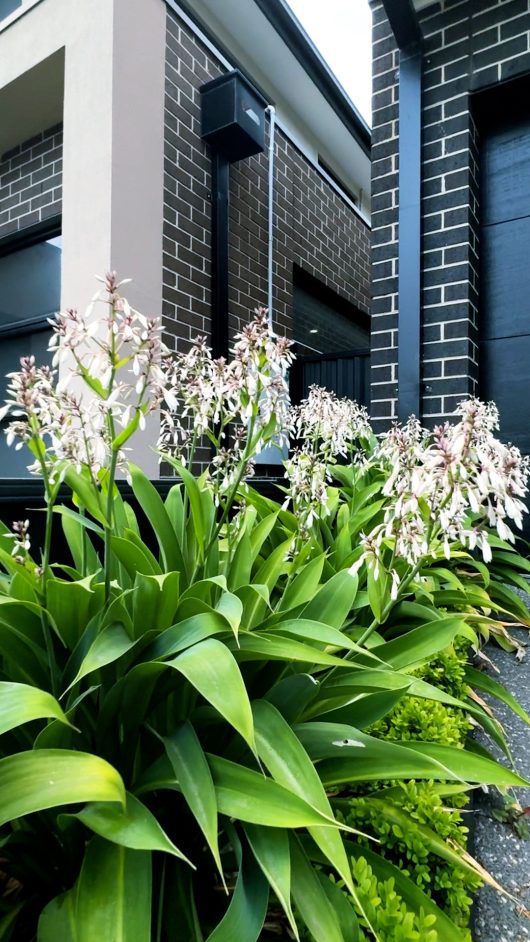 In front of a modern brick building with black and beige accents, the Arthropodium 'NZ Rock Lily' planted in 6" pots showcase their long green leaves and clusters of small white flowers.