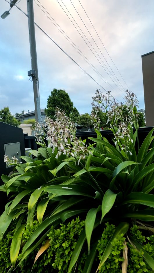 Lush greenery featuring Arthropodium 'NZ Rock Lily' 6" Pot, with an array of blossoming plants adorning the front of a fence. This picturesque garden scene, set against a backdrop of cloudy skies and utility poles, thrives beautifully with each pot adding to the vibrant landscape.