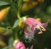 Eremophila 'Fairy Floss' 6