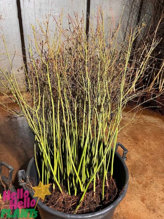 acer palmatum bare rooted stock plants 3ft tall japanese maple tub soil
