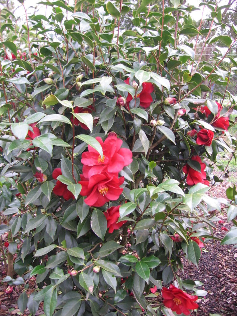 Camellia 'Royal Velvet' 10