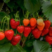 A cluster of ripe and unripe strawberries hanging from the plant amidst green leaves, with delicate Saxifraga 'White' flowers peeking through in a 6" pot.