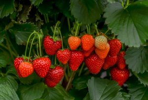 A cluster of ripe and unripe strawberries hanging from the plant amidst green leaves, with delicate Saxifraga 'White' flowers peeking through in a 6" pot.