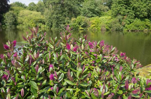 A dense shrub with green leaves and purple flowers in the foreground, complemented by a **Hydrangea 'Endless Summer'** tree near a tranquil lake with surrounding lush trees in the background.